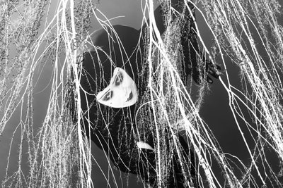  - Olivia Gozzano