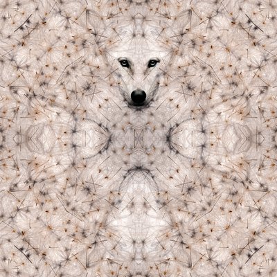 Semi lupus, 2023 (technique mixte numérique) - Olivia Gozzano