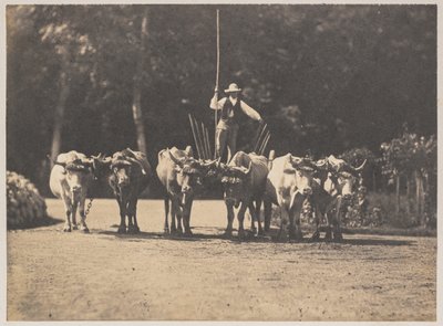 Équipe de six bœufs avec leur conducteur - Olympe Aguado