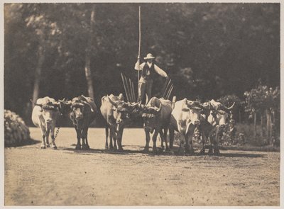 Équipe de six bœufs avec leur conducteur, vers 1853 - Olympe Aguado