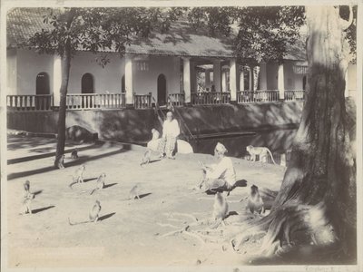 Hommes indiens avec des singes dans une cour près de l