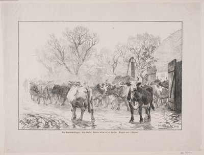 Les vaches sortent de l