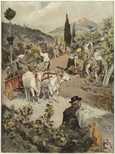 La saison des vendanges en Italie - Oswaldo Tofani