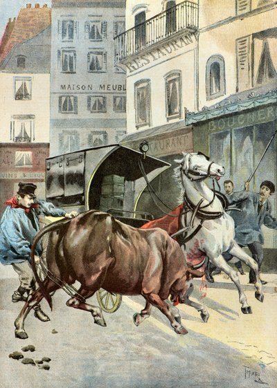 Un taureau échappe à son gardien, 1895 (Illustration) - Oswaldo Tofani