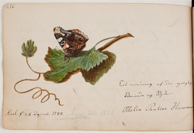 Papillon sur une feuille - Ottilie Pauline Horneman