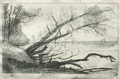 Vieux sycomore, 1877 - Otto H. Bacher