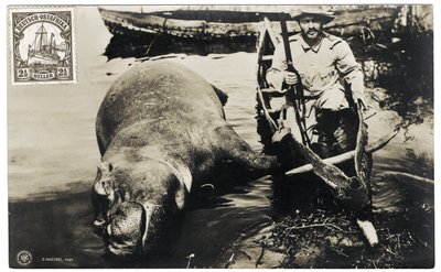 Chasseur allemand avec hippopotame, Afrique orientale allemande, vers 1910 - Otto Haeckel