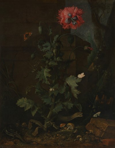 Nature morte avec coquelicot, insectes et reptiles, vers 1670 - Otto Marseus  van Schrieck
