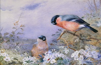 Un couple de bouvreuils parmi les fleurs - Otto Murray Dixon