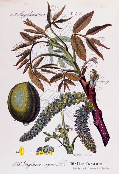 Feuilles, fruits et fleurs du noyer commun ou noyer d