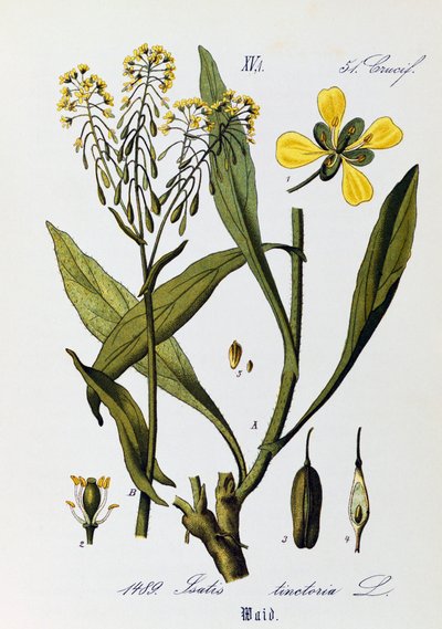 Feuilles, fruits et fleurs de Pastel des teinturiers (Isatis tinctoria), illustration de Otto Wilhelm Thome (1840-1925) de Flora von Deutschland, Osterreich und der Schweiz (Flore d