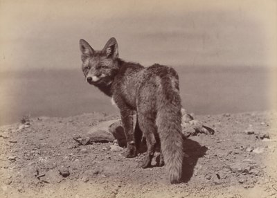 [Renard], 1886 - Ottomar Anschütz