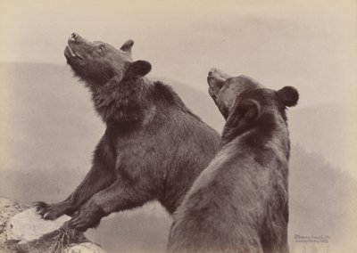 [Deux ours], 1889 - Ottomar Anschütz