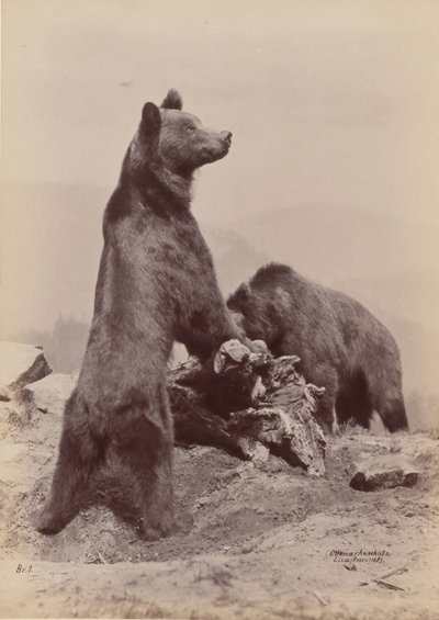 [Deux ours] - Ottomar Anschütz