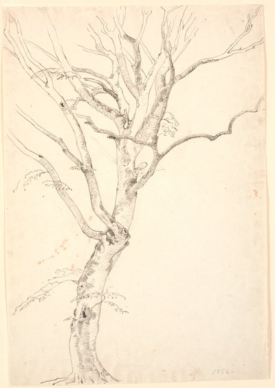 Feuille de Hêtre - P.C. Skovgaard