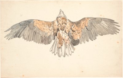 Un busard mort avec des ailes déployées - P.C. Skovgaard