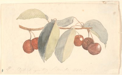 Une branche avec des pommes du paradis - P.C. Skovgaard