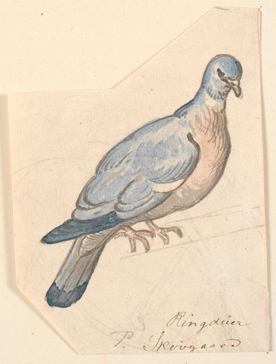 Un pigeon ramier - P.C. Skovgaard