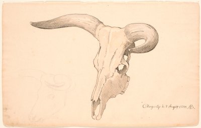 Crâne de vache, en trois quarts de profil, la corne gauche courbée - P.C. Skovgaard