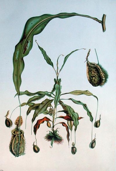 Nepenthes Hookeriana, planche botanique de 