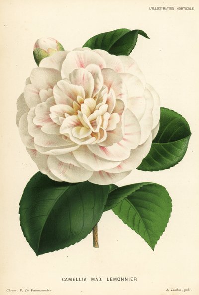 Camellia hybride, Madame Lemonnier, Camellia japonica - P. De Pannemaeker
