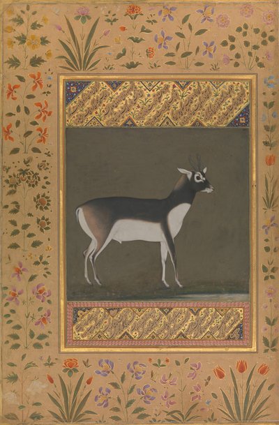 Cerf noir, Folio de l
