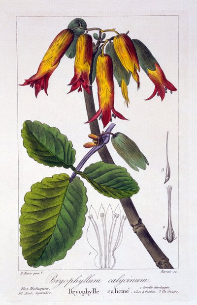 Bryophyllum calycinum, pub. 1836 - Panacre Bessa