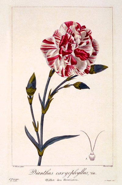 Dianthus caryophyllus, pub. 1836 - Panacre Bessa