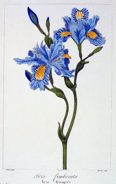 Iris frangé, pub. 1836 - Panacre Bessa