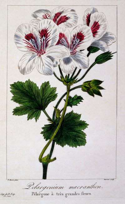 Pelargonium Macranthon, pub. 1836 - Panacre Bessa