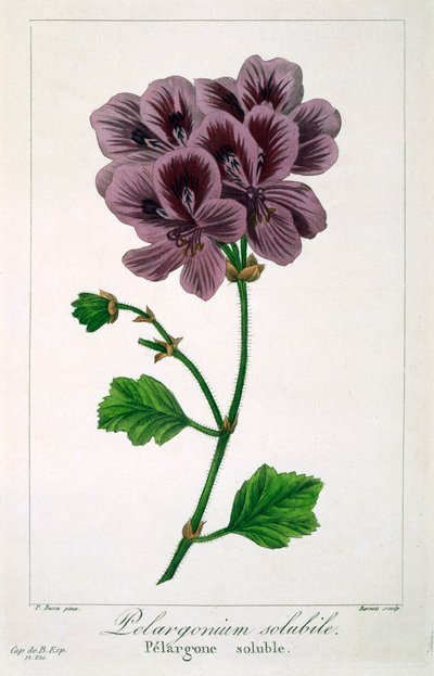Pelargonium, pub. 1836 - Panacre Bessa