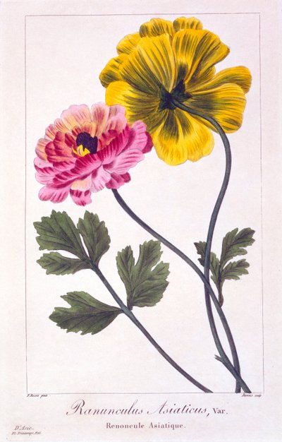 Renoncule persane, publiée en 1836 - Panacre Bessa
