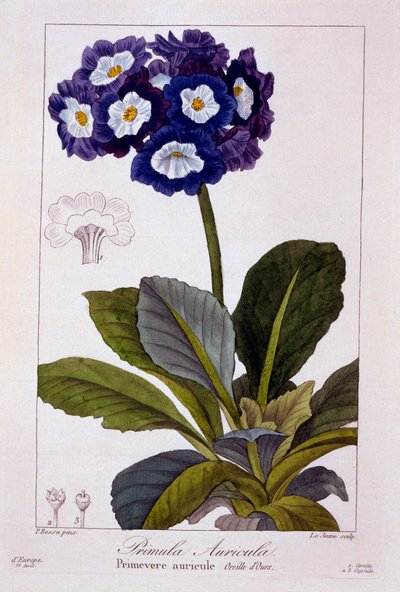 Primula auricula, pub. 1836 - Panacre Bessa