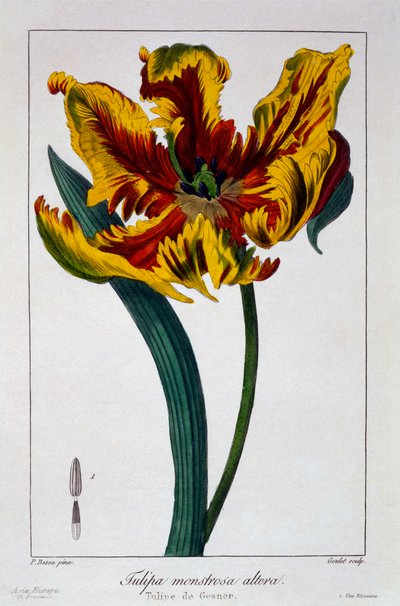 Tulipe 