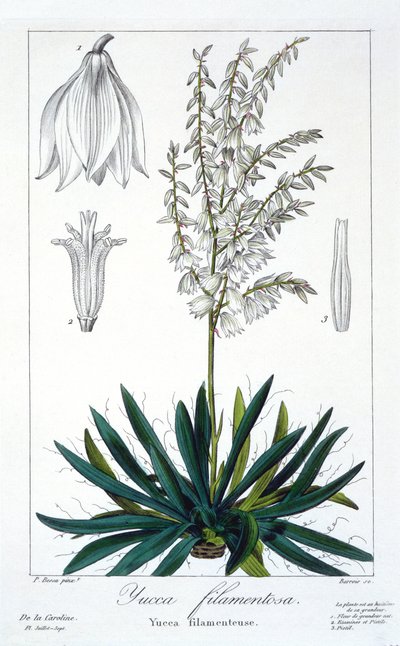 Yucca filimentosa, pub. 1836 - Panacre Bessa