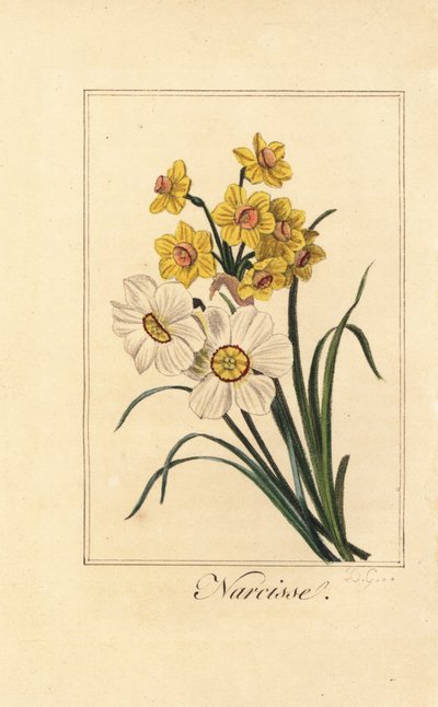 Variétés de jonquilles, Narcisse, Narcissus poeticus et Narcissus pseudonarcissus - Pancrace (after) Bessa