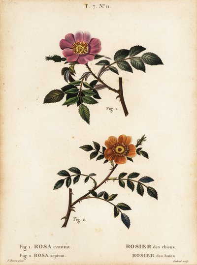 Églantier, Rosa canina, Rosier des chiens 1, et églantier à petites feuilles, Rosa sepium, Rosa agrestis, Rosier des haies 2 - Pancrace (after) Bessa