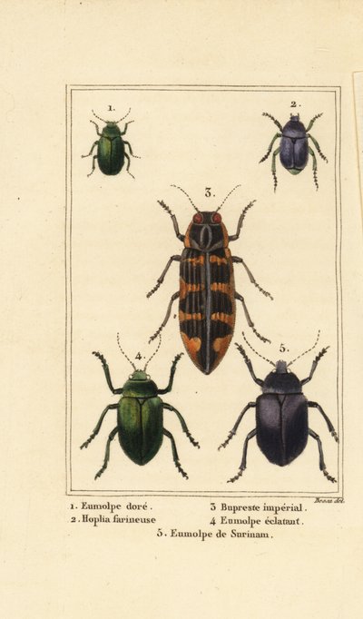 Chrysochus auratus 1, Hoplia argentea 2, bupreste de Banksia, Cyrioides imperialis 3, Eumolpus fulgidus 4, et Eumolpus surinamensis 5 - Pancrace (after) Bessa