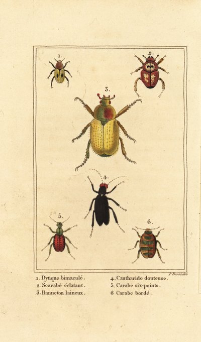 Dytiscus bimaculatus 1, scarabée 2, hanneton, Melolontha melolontha 3, coléoptère Cantharis 4, Carabus sexpunciatus 5 et Omophron limbatum 6 - Pancrace (after) Bessa