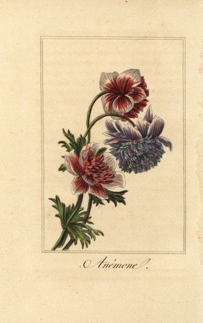 Anémone hybride, Anemone coronaria - Pancrace (after) Bessa