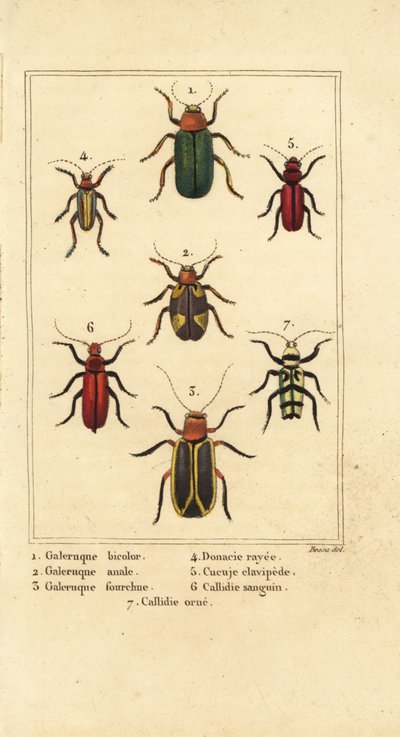 Coléoptères des feuilles, espèces de Galeruca 1, Aulacophora analis 2, Cyclotrypema furcata 3, Donacia vittata 4, coléoptère plat de l