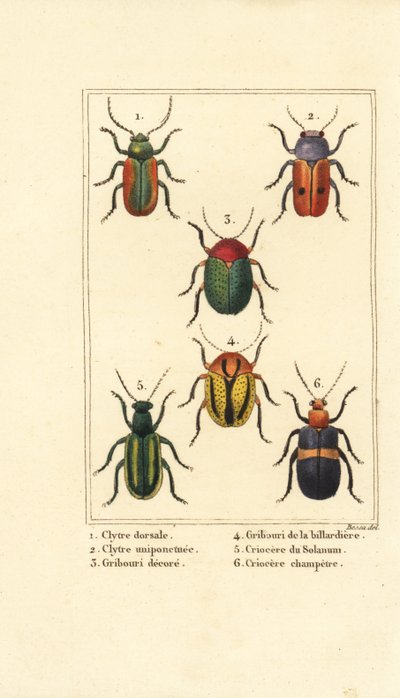 Chrysomèles : Smaragdina limbata 1, Clytra laeviuscula 2, Cryptocephalus 3,4, Crioceris solani 5 et Chrysomela campestris 6 - Pancrace (after) Bessa