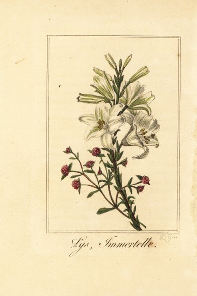 Lys et immortelle, Lilium candidum et Helichrysum sanguineum - Pancrace (after) Bessa