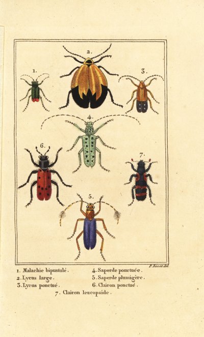 Coléoptère malachite, Malachius bipustulatus 1, coléoptères à ailes en filet, Lycus melanurus 2, Lycus punctatus 3, Saperda punctata 4, Saperda 5, Trichodes octopunctatus 6 et Trichodes apiarius 7 - Pancrace (after) Bessa