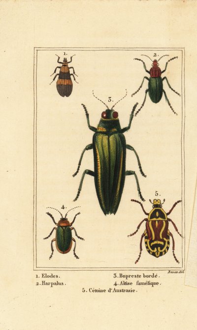Coléoptère des marais, Elodes 1, coléoptère Harpalus 2, coléoptère bijou, Buprestis 3, coléoptère des puces, Altica famelica 4, et cétoine des roses, espèces de Cetonia 5 - Pancrace (after) Bessa