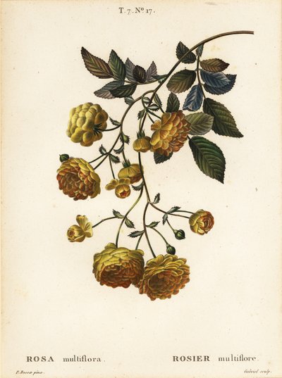 Rosier multiflore ou rosier du Japon, Rosa multiflora, Rosier multifore - Pancrace (after) Bessa