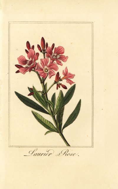 Laurier-rose, Nerium oleander - Pancrace (after) Bessa