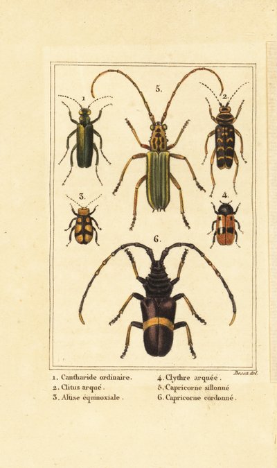 Cantharide officinale, Lytta vesicatoria 1, clyte bélier, Clytus arietis 2, Altica equinoctialis 3, Clytra quadripunctata 4, longicornes, Chlorida festiva 5 et Trachyderes succinctus 6 - Pancrace (after) Bessa