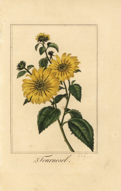 Tournesol, Helianthus annuus - Pancrace (after) Bessa