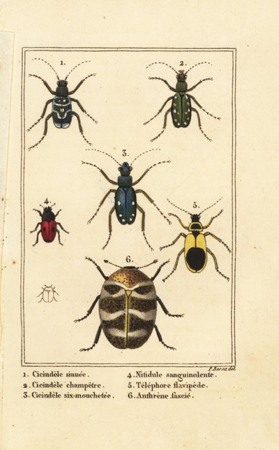 Cicindèles, Cicindela sinuata 1, Cicindela campestris 2, Cicindela sexguttata 3, Nitidula sanguinolenta 4, anthrène bigarré, Telephore flavipede 5, Anthrenus verbasci 6 - Pancrace (after) Bessa